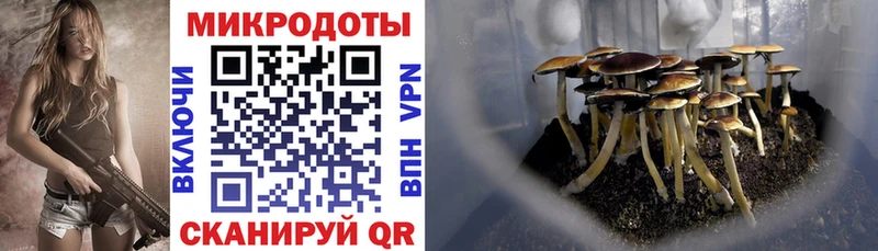 Псилоцибиновые грибы Psilocybine cubensis  купить закладку  Белореченск 